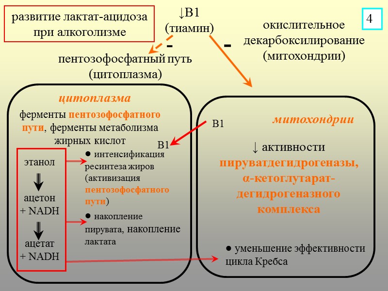 ↓В1 (тиамин) пентозофосфатный путь (цитоплазма) окислительное декарбоксилирование (митохондрии) ↓ активности пируватдегидрогеназы,   